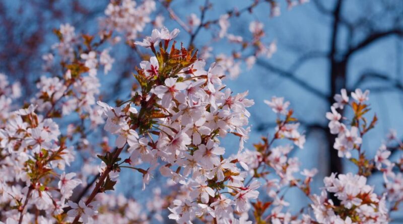 汝矣島 桜
