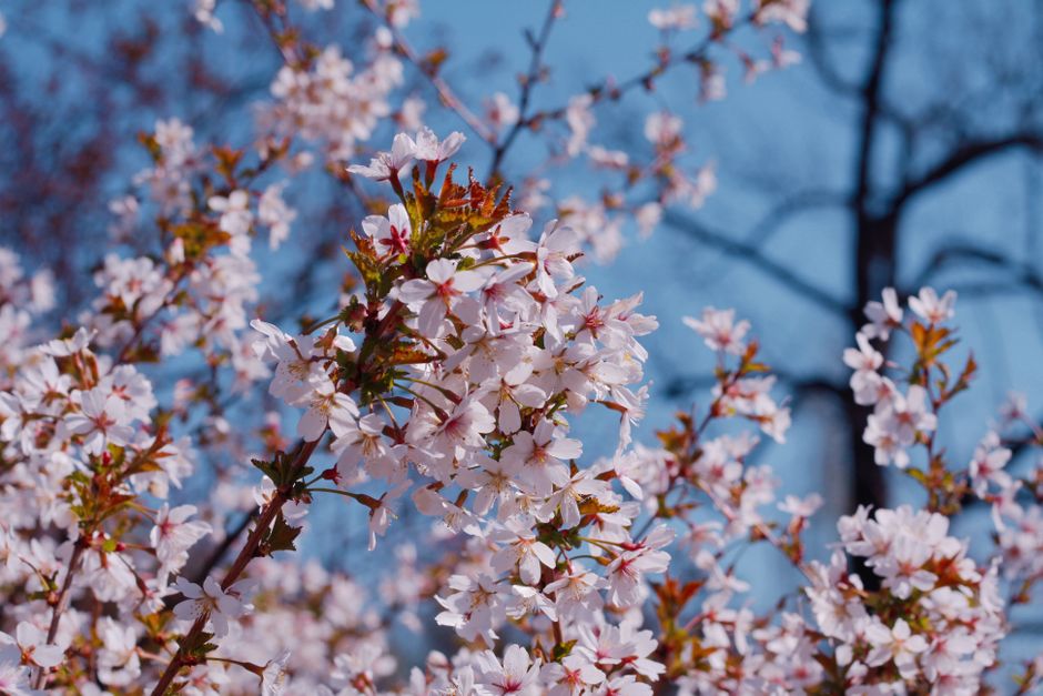 汝矣島 桜