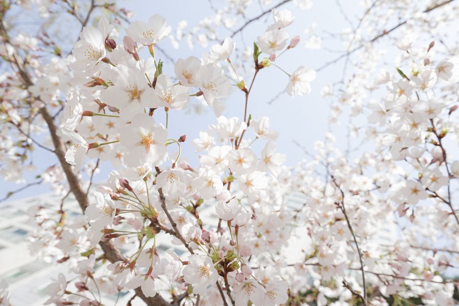 汝矣島桜まつり