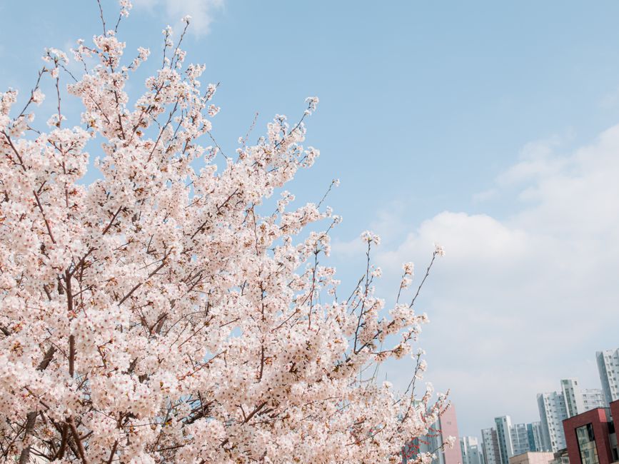 汝矣島桜祭り