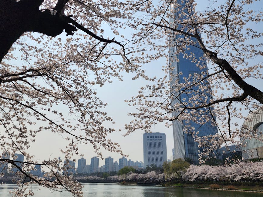 汝矣島桜まつり