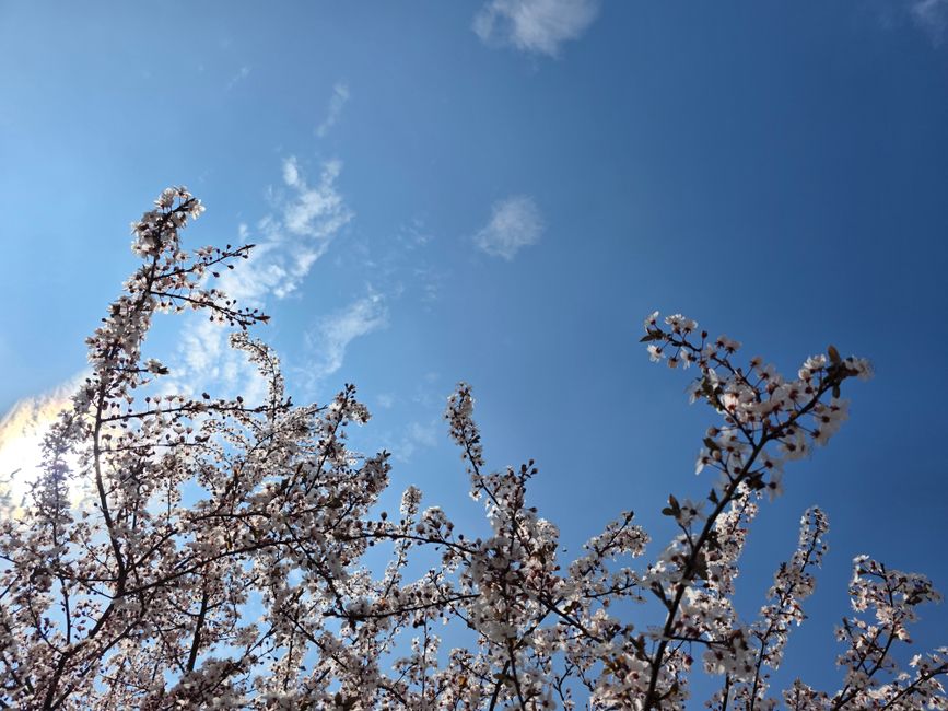 汝矣島 桜