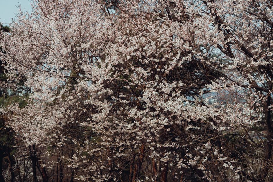 汝矣島桜祭り